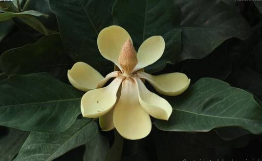 山木兰（木兰科长喙木兰属植物）_百度百科