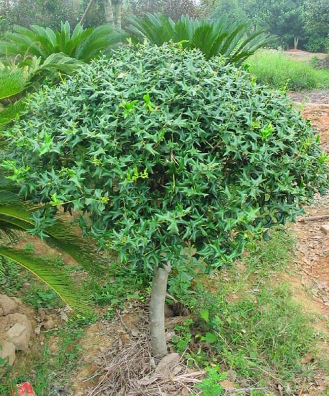 欧洲枸骨