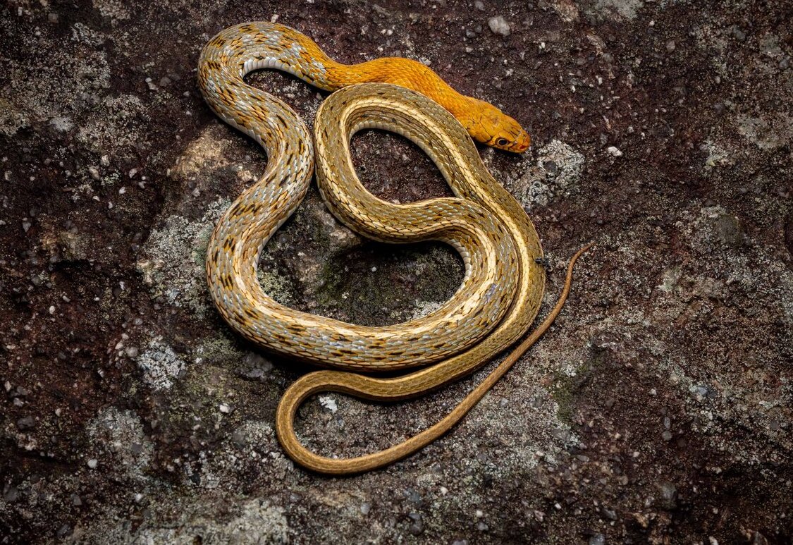  i>amphiesma stolatum /i>)为游蛇科腹链蛇属的一种中小型无毒蛇