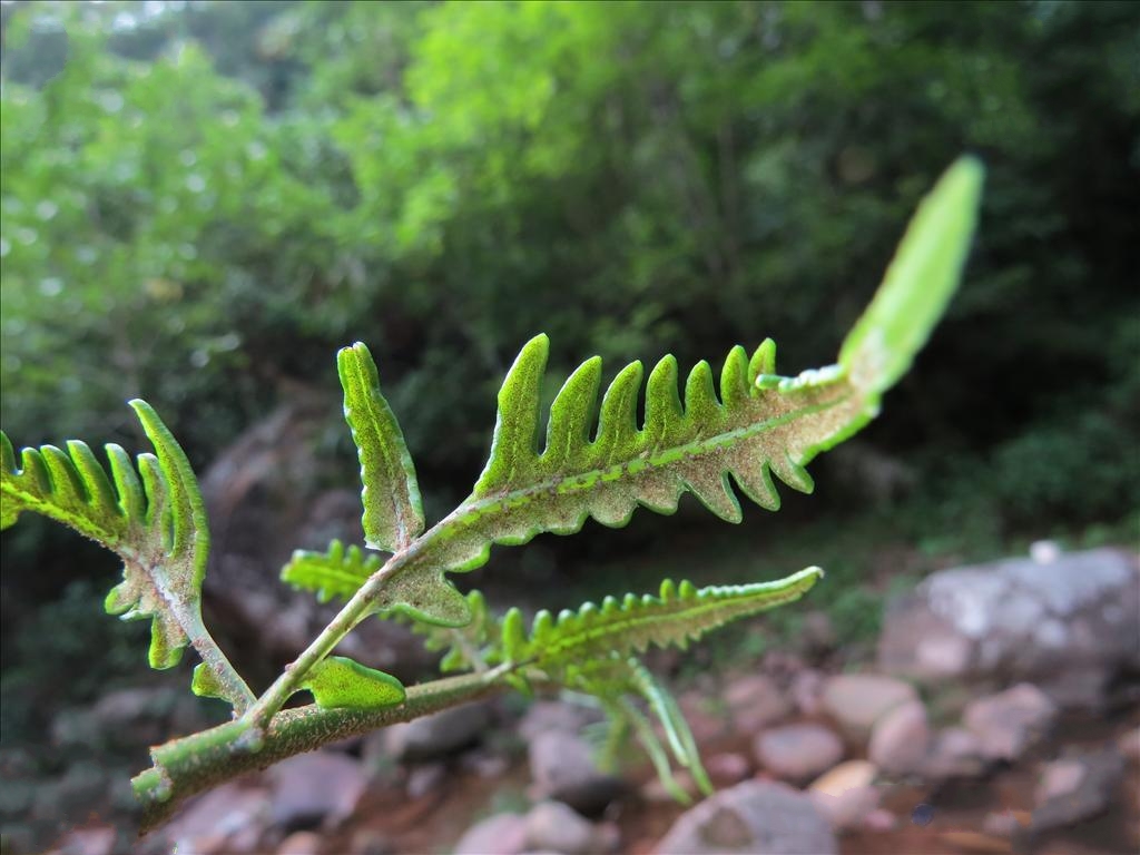  p>长耳刺蕨(学名: i>bolbitis longiaurita /i> f. g. wang & f.