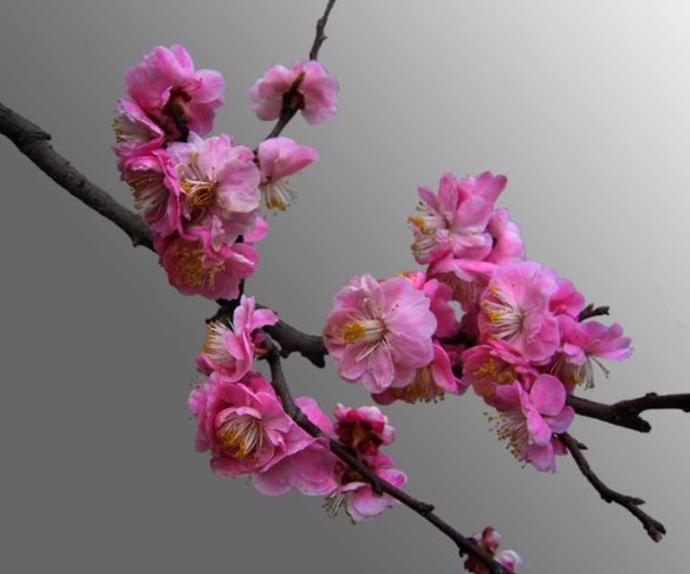 不会凋谢的鲜花——干枝梅_百科TA说