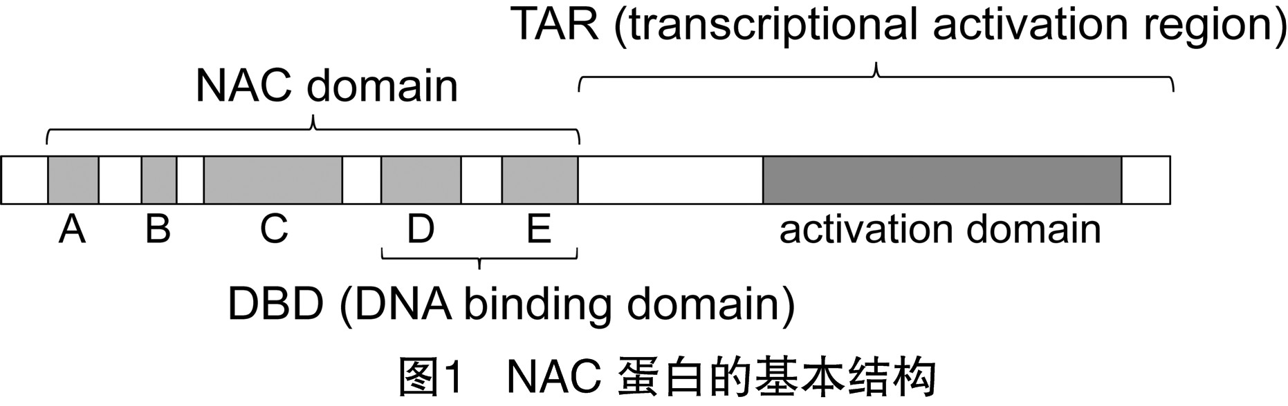  p data-id="tlfxh7knvnhs">nac(nam,ataf1/2,cuc1/2)转录因子是植物