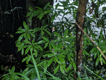 楠木（樟科楠属植物）_百度百科