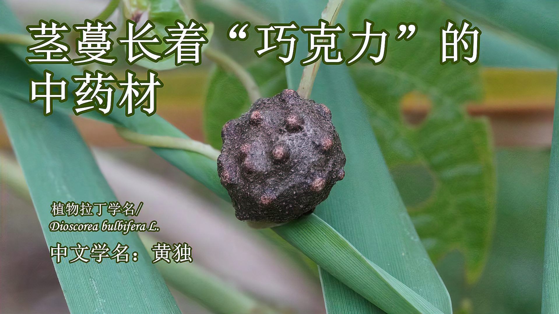 黄独：一种茎蔓长着“巧克力”的中药材_科星球_百度百科