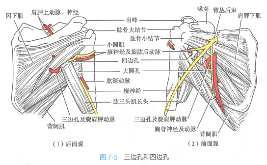 腋窝_百度百科