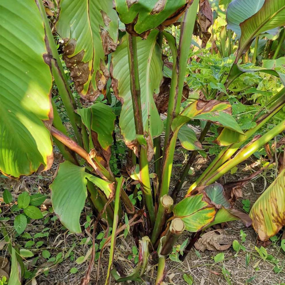 i3ef47c">蕉芋(canna indica edulis)是美人蕉科美人蕉属的草本植物