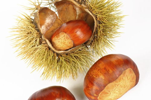 class="ref" data-ctrid="tz2nqojwwiuu">板栗壳是板栗树果实的外壳