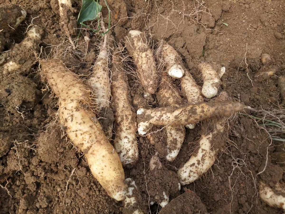  p data-id="tat5yqjwcaba">姜薯是薯蓣科薯蓣属缠绕藤本植物.