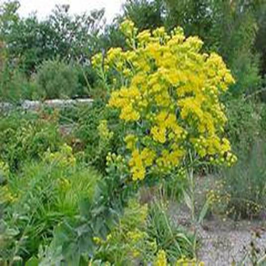Solidago rigida_百度百科