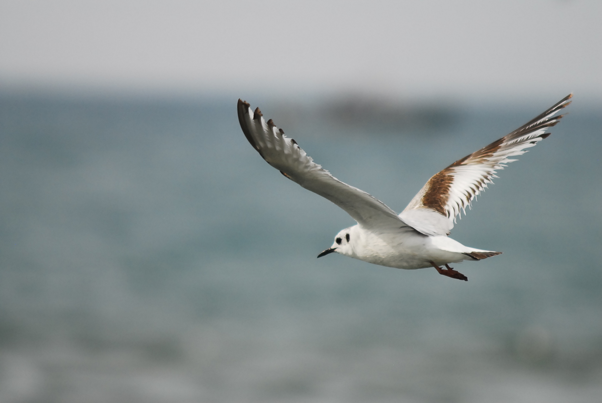  p>小鸥(学名: i>larus minutus /i>)鸥科鸥属鸟类,属小型水禽,体长28