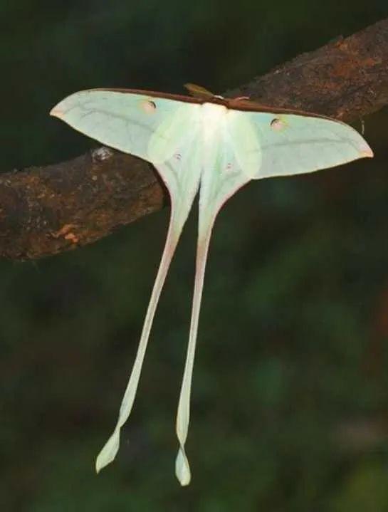 ">大蚕蛾科 /a> a target="_blank" href="/item/尾蚕蛾属/22179779"