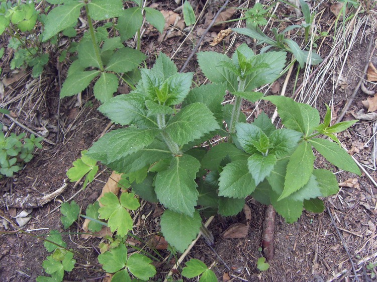 华东杏叶沙参(新亚种)
