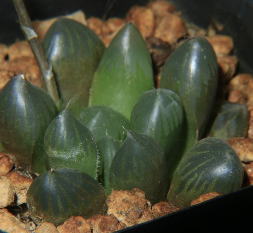  p>玉露(学名: i>haworthia /i>  i>cooperi /i> var.