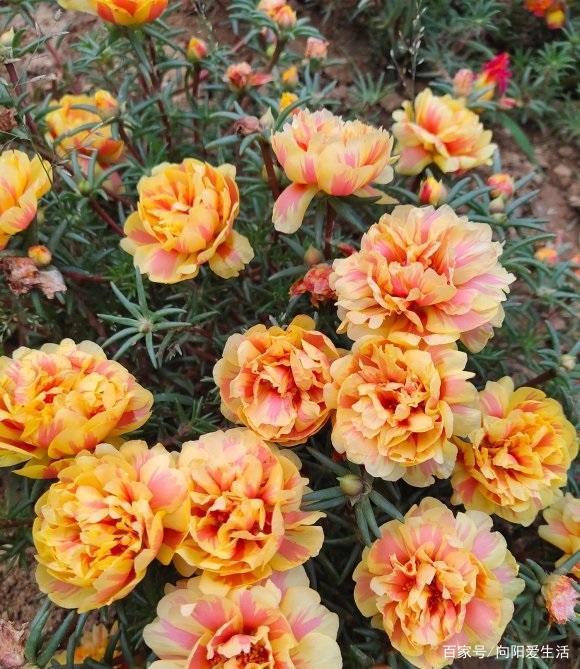 太阳花种起来 买点的花种子 撒在花土里 小嫩芽呼呼蹿出来 百科ta说