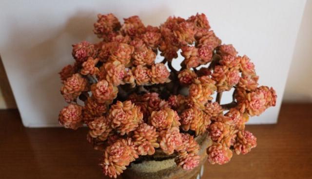 蜡牡丹 景天科多肉植物 怎么养护容易出状态 长爆头 百科ta说