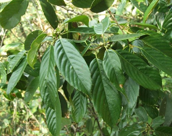  p>青冈(学名: i>quercus glauca /i> thunb.