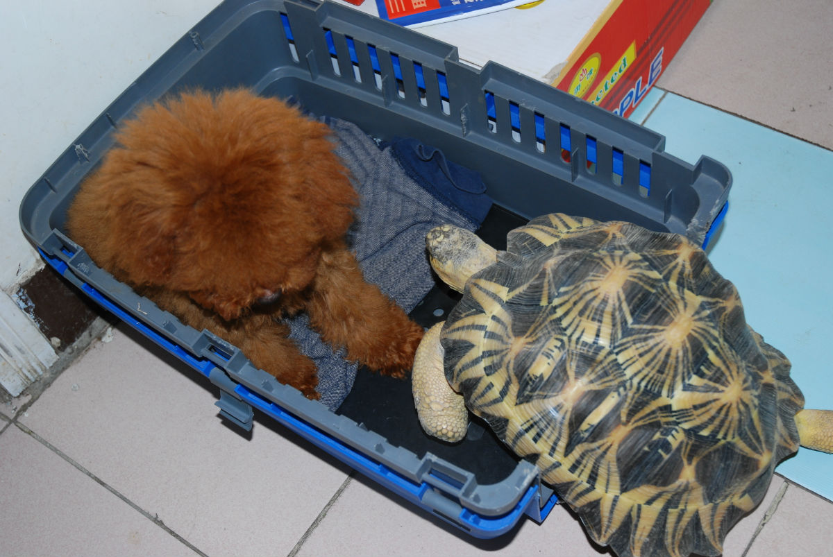  p data-id="gnvk2jivml">辐射陆龟又叫 a target="_blank" href="