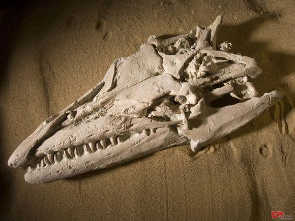  p>板果龙属(platecarpus)看似是完全适应浅海环境