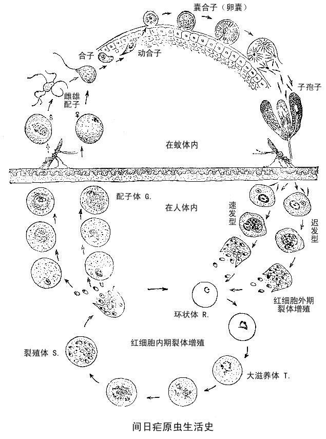  p>间日疟原虫(plasmodium vivax) 属于孢子纲.由按蚊传播.