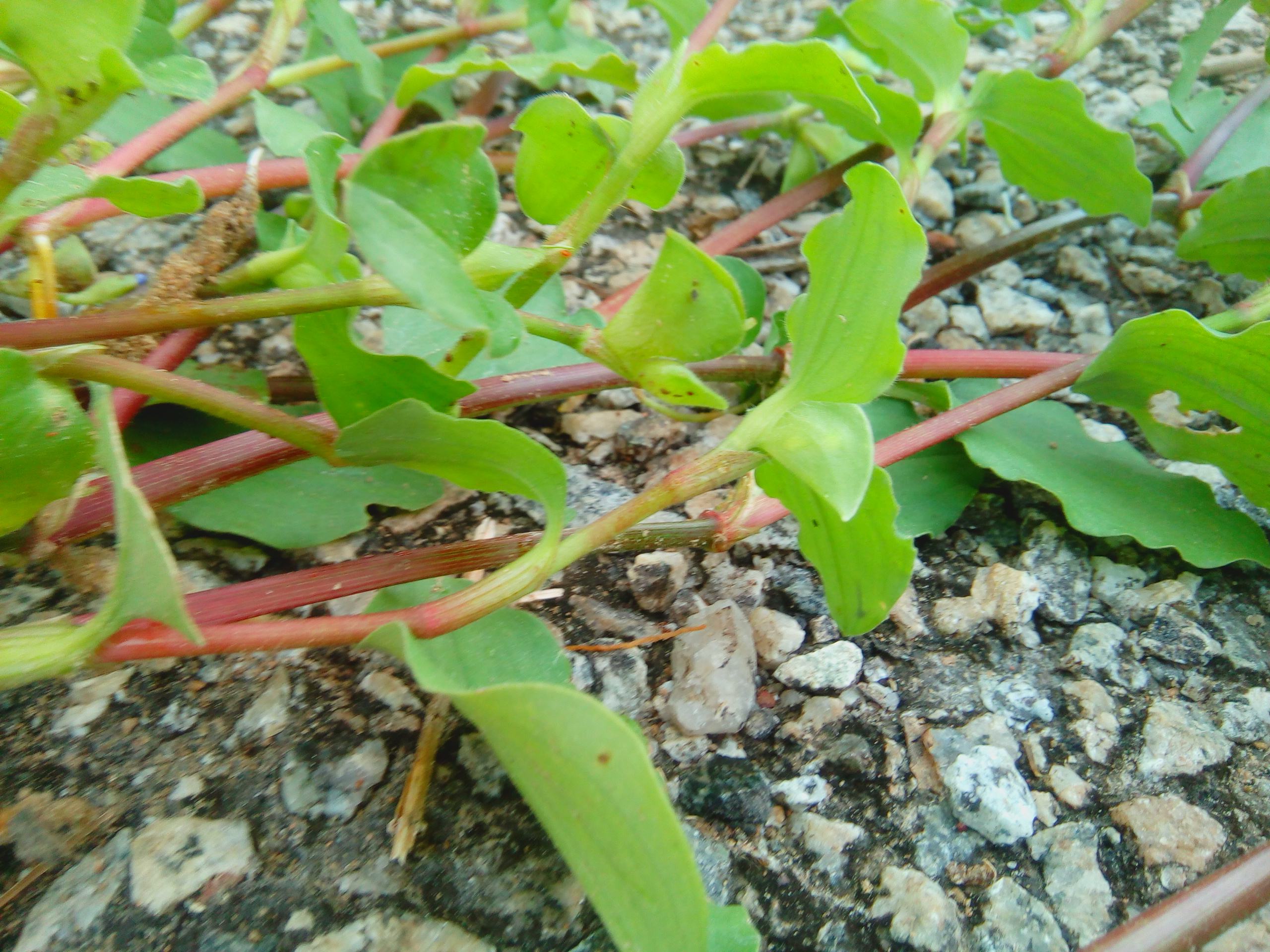 鸭舌草图片(鸭舌草图片治咽喉炎)