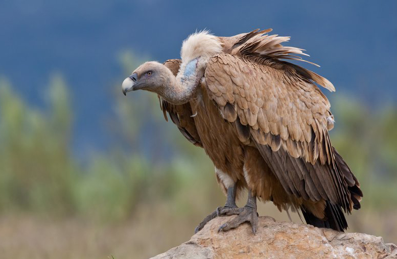 eurasian griffon vulture
