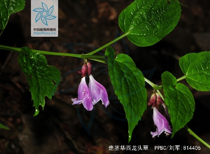  p>走茎华西龙头草唇形科,产四川东部及西部,云南西北部;生于 a