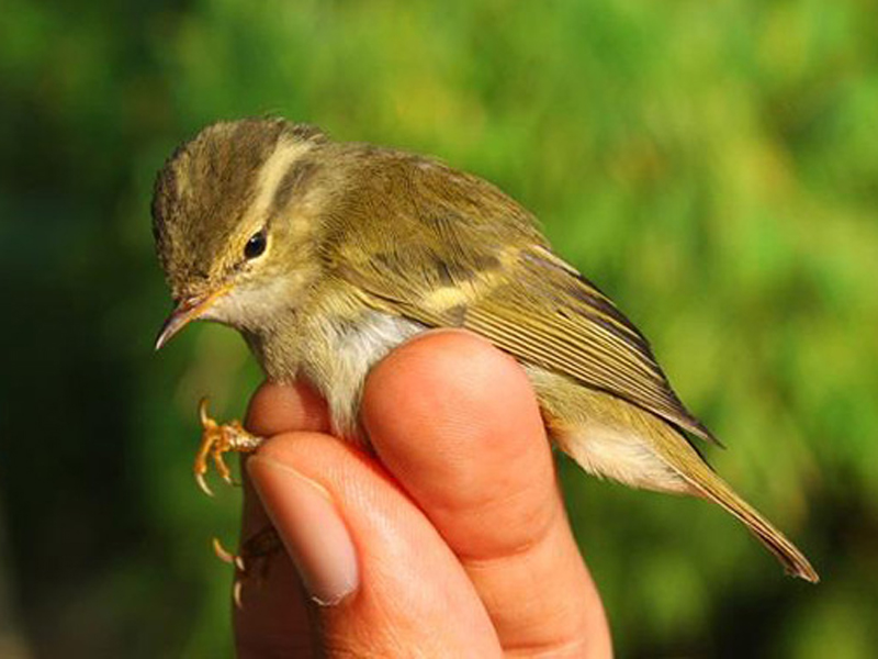  p>中华柳莺(学名: i>phylloscopus yunnanensis /i>):体长约10厘米