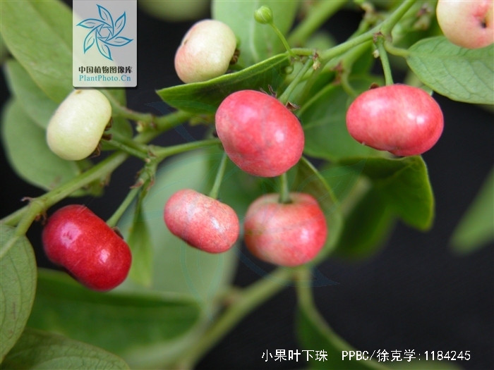 小果叶下珠(原变种)