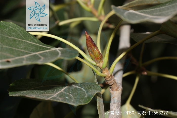  p>小青杨,中药名.