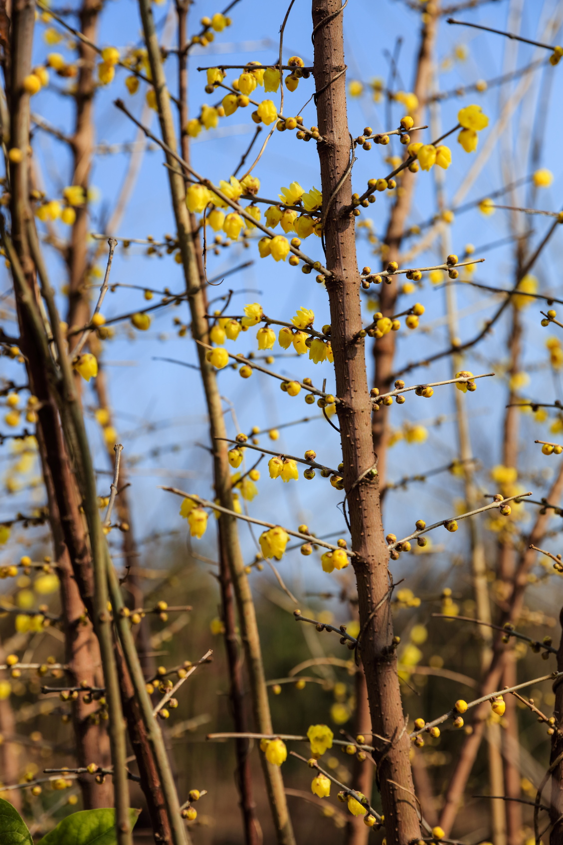 万紫千红植物园