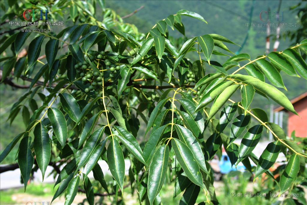 p>川黄檗(学名: i>phellodendron chinense /i>),芸香科黄檗属乔木