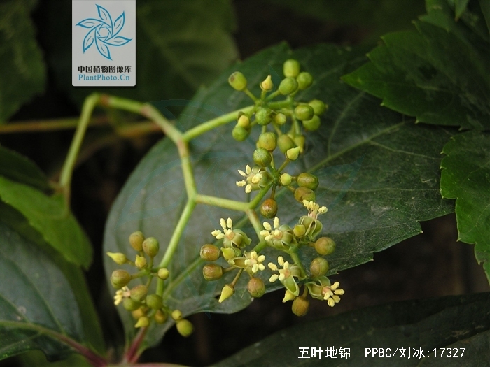  p>五叶地锦(学名: i>parthenocissus quinquefolia /i> (l.) planch.