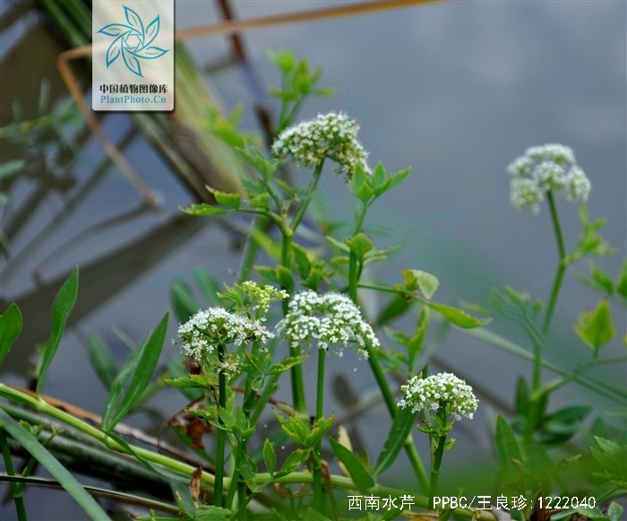 为伞形科植物西南水芹 i>oenanthe dielsii /i> de boiss.的全草.