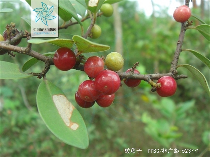 mez)为报春花科 a target="_blank" href="/item/酸藤子属/3768039"