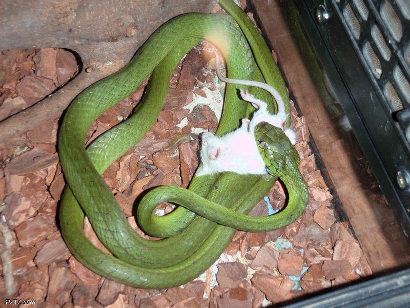  p>绿林蛇(学名:boiga cyanea)为 a target="_blank" href="/item/游