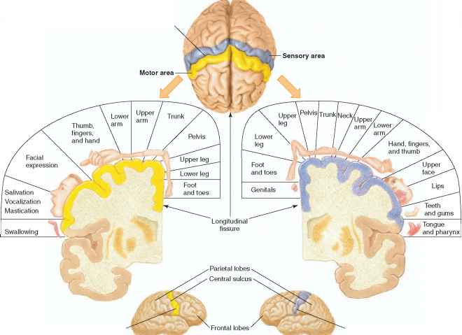  p>中央沟:中央沟从冠状平面将大脑分成 a target="_blank" href="