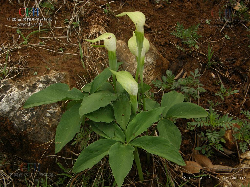  p>岩生南星:是 a href="#" data-lemmaid="6