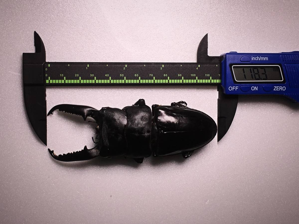 t. palawanicus),是巨扁锹形虫中主要栖息于菲律宾巴拉望岛的种类.