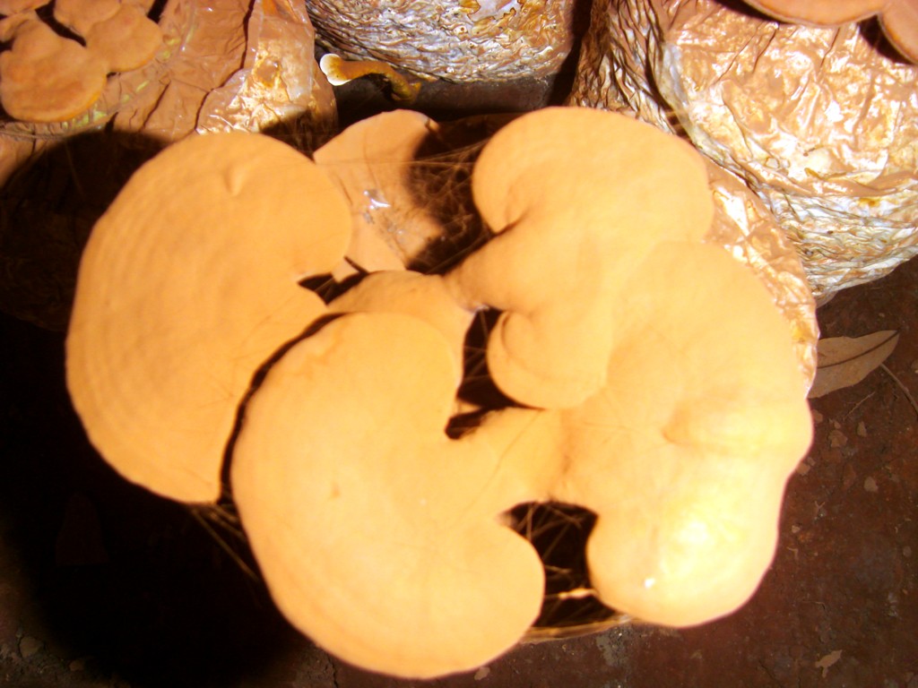 ganoderma daiqingshanense