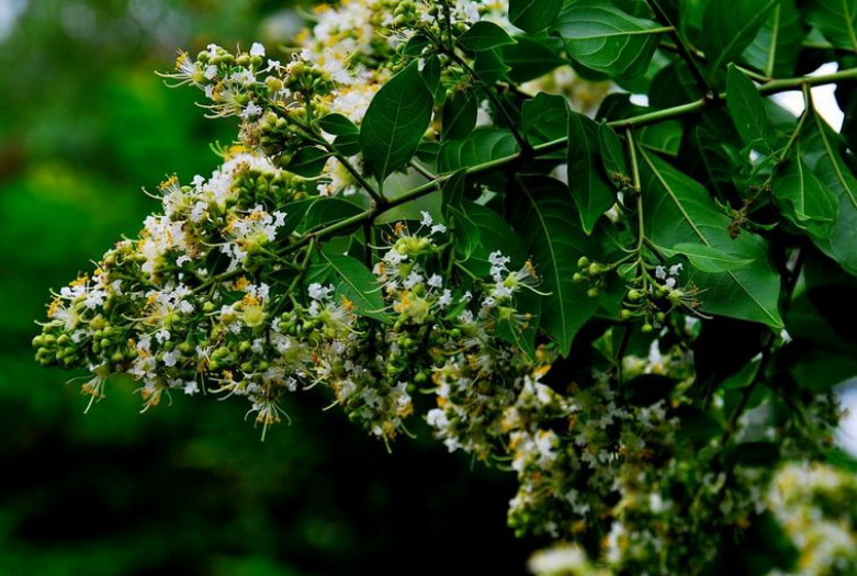  p>川黔紫薇(学名: i>lagerstroemia excelsa /i> (dode) chun)是