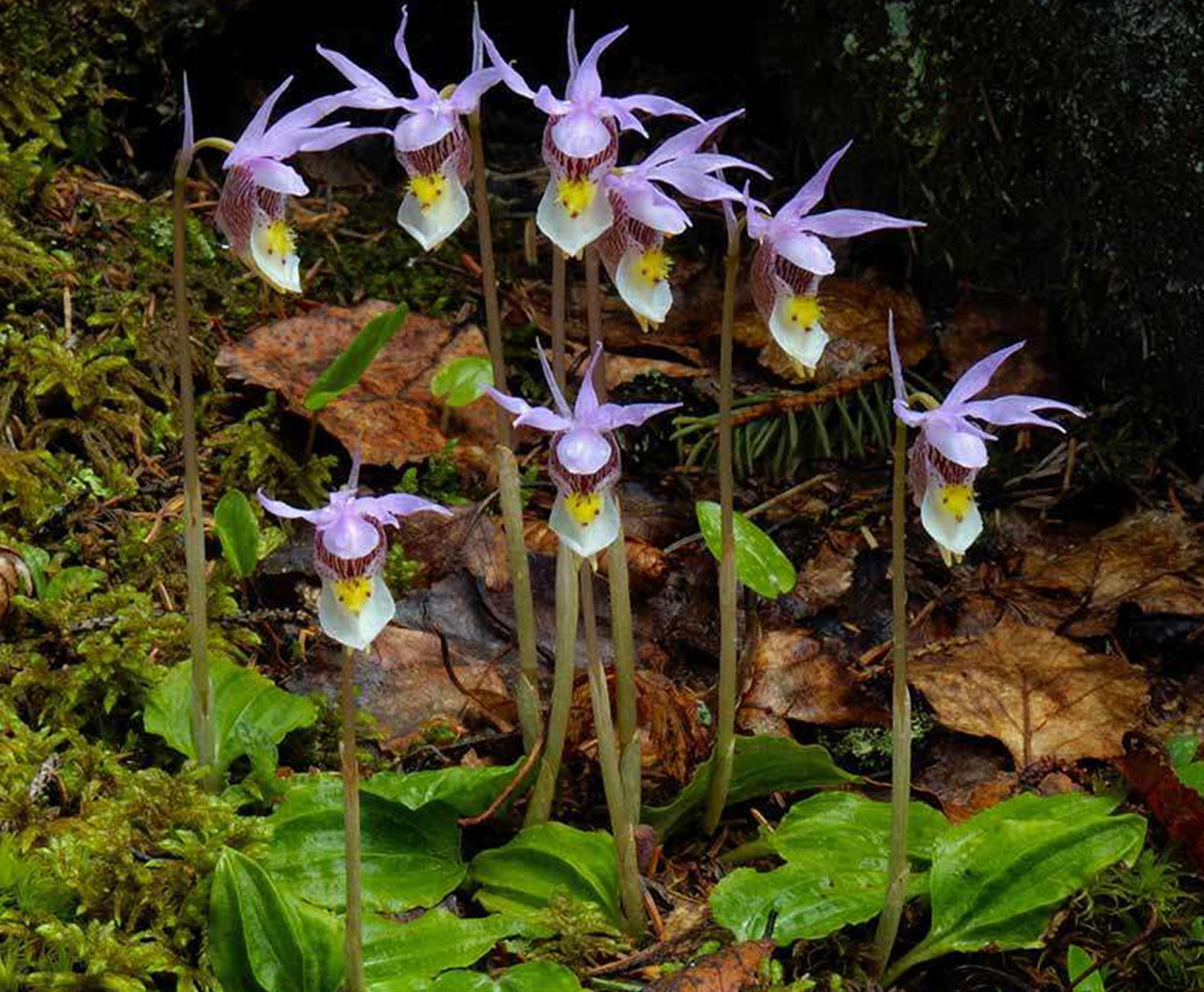  p>匙唇兰(学名: i>schoenorchis gemmata /i>   (lindl.) j. j.