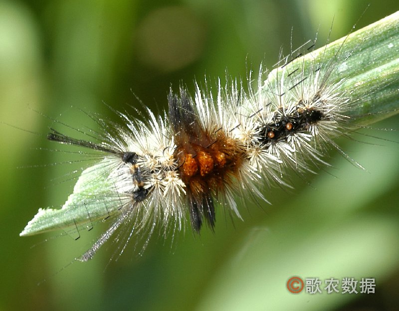  p>见豆科害虫——大豆毒蛾. /p>