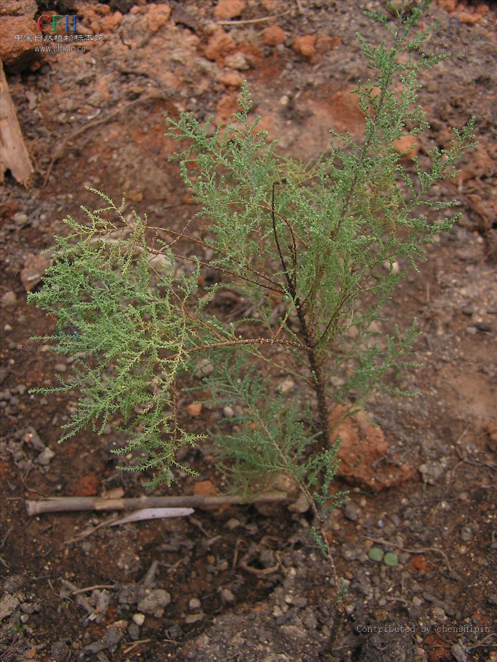  p>柽柳属( i>tamarix /i> linn.