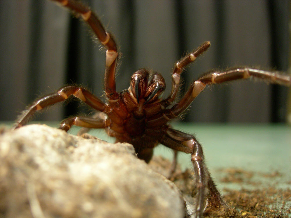 漏斗网蛛(funnel-web spider),长尾蛛科(dipluridae)若干属蜘蛛的通称