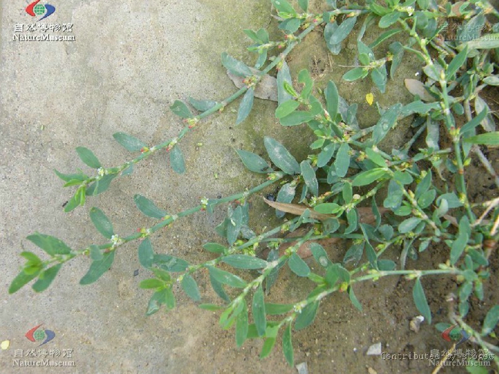 data-lemmaid="2981779">肾炎 /a>是指猪牙草具有治疗肾炎的功效