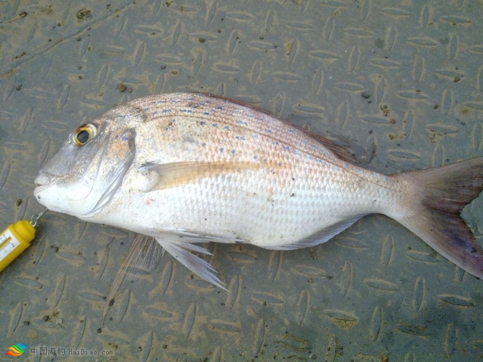  p>二长棘鲷,分布于北太平洋西部.我国产于南海和东海南部.