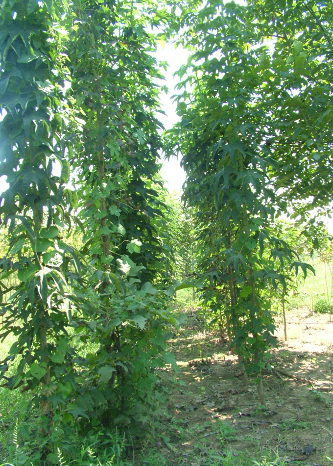 是五加科刺楸属植物,高可达30米.