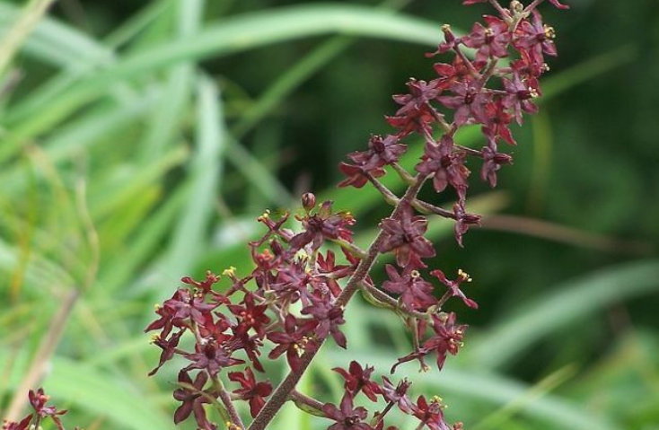  p>黑紫藜芦 i>(学名:veratrum japonicum) /i>,是百合科 a target="