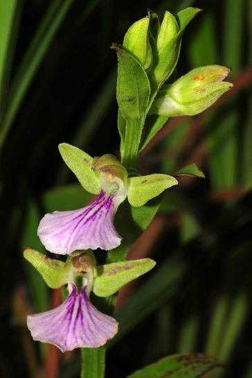  p>短距苞叶兰(学名: i>brachycorythis galeandra  /i> (rchb. f.