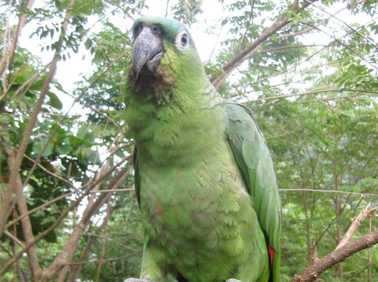 斑点亚马逊鹦鹉指名亚种